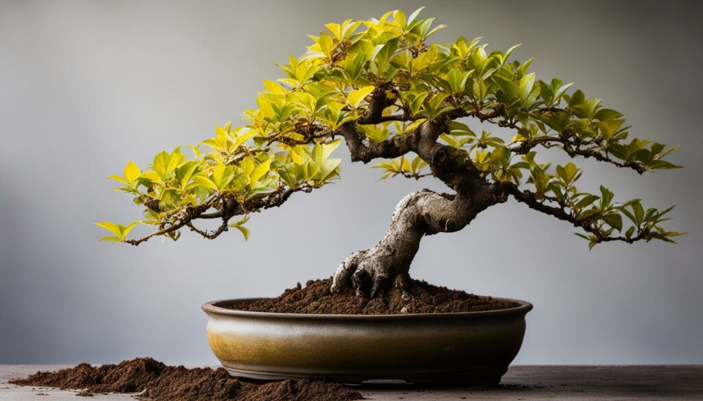 Bonsai Tree with Overwatering Symptoms