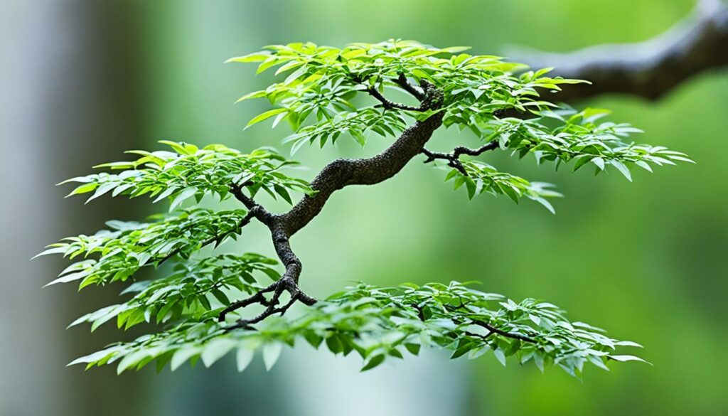 Ash bonsai tree