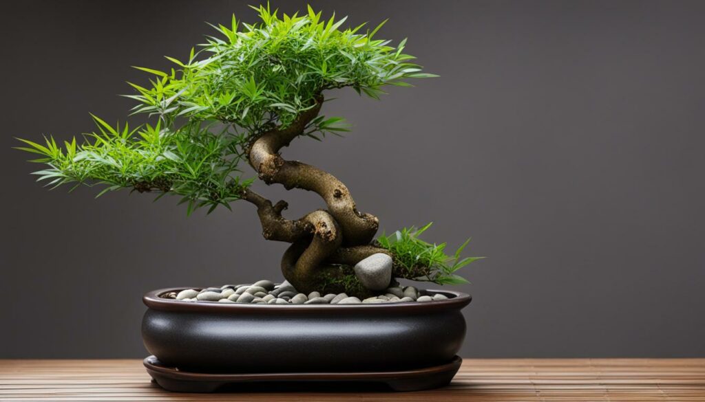 Bamboo Bonsai