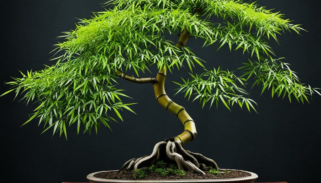 Bamboo bonsai