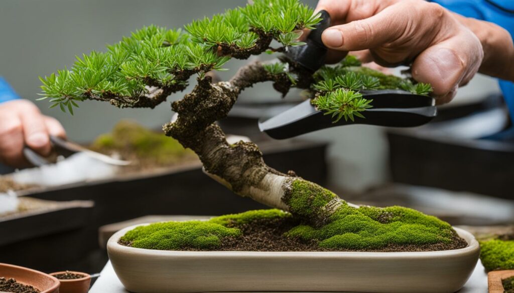 Bonsai Cultivation Propagation Techniques