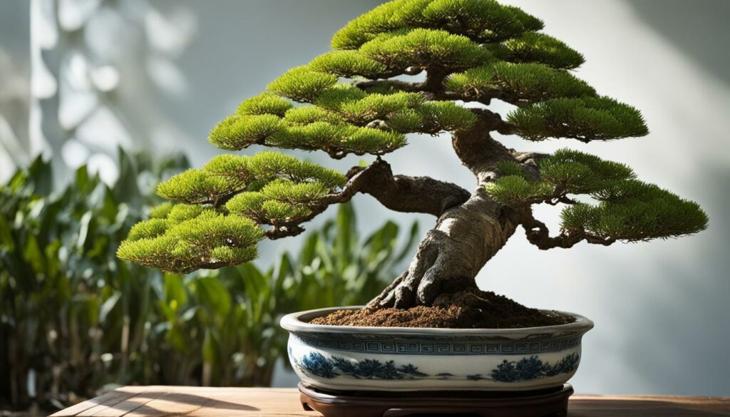 Bonsai Species