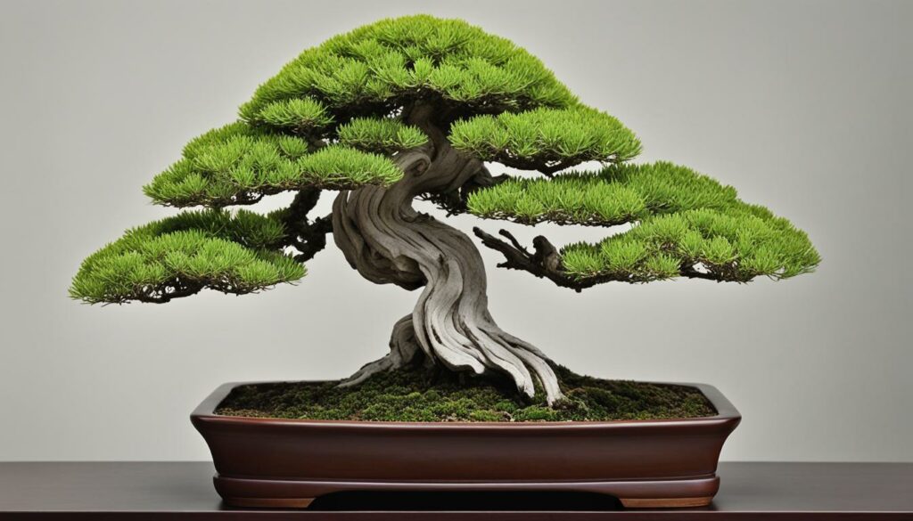 Bonsai Styling Display