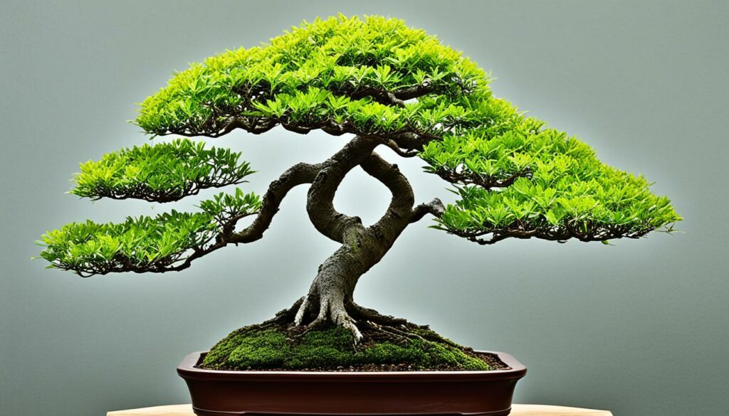 Bonsai Tree Species Ash