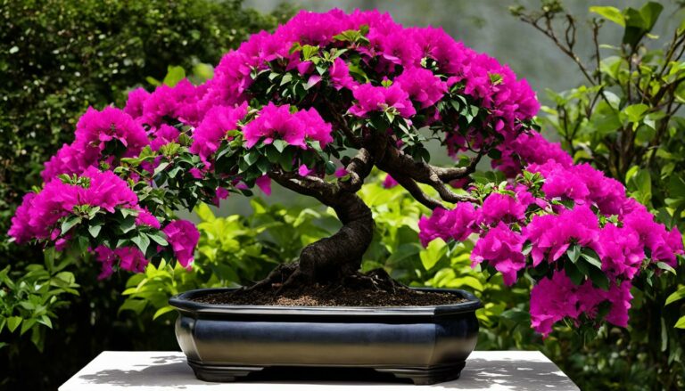 Bonsai Tree Species Exploration: The Lush Bougainvillea