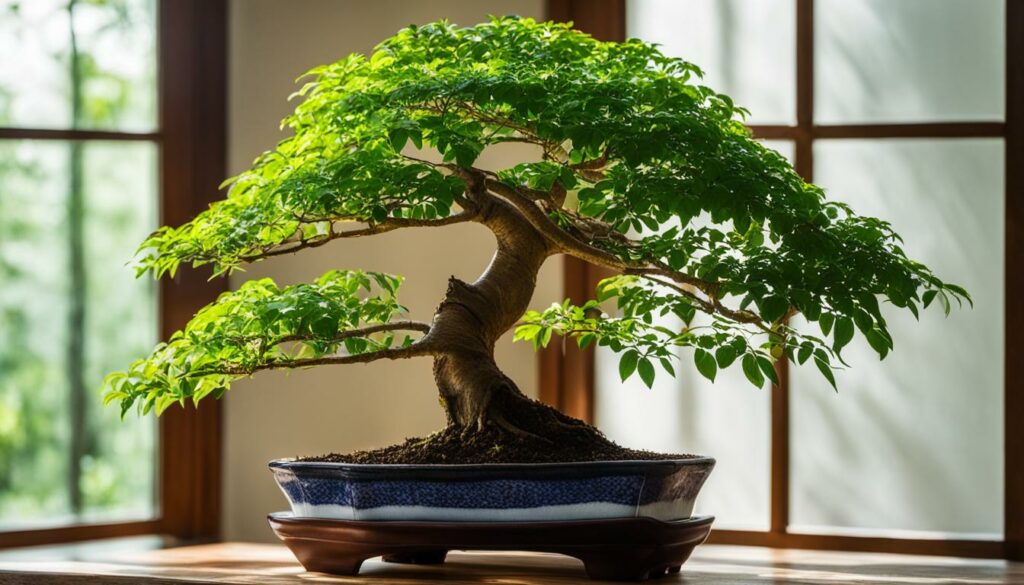 Bonsai Tree Species Brazilian Rain Tree