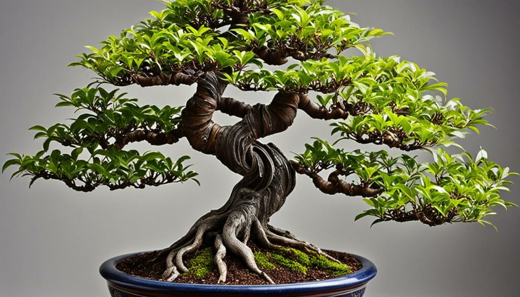 Bonsai Tree Species Brush Cherry