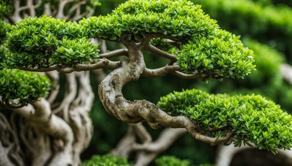 Bonsai Tree Species Buxus