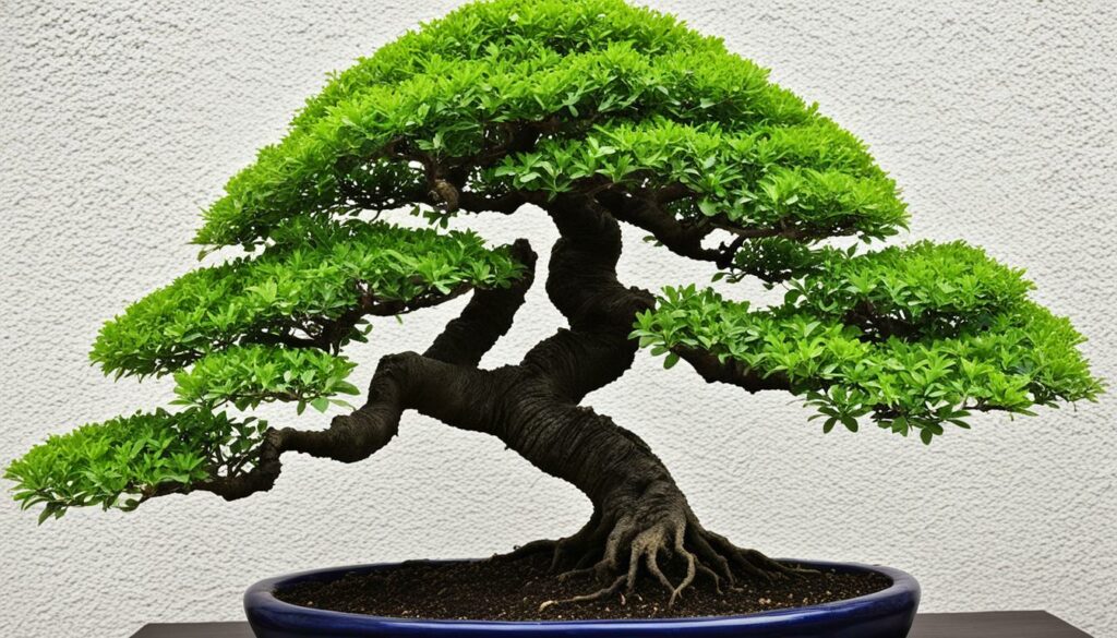 Bonsai Tree Species Chinese Elm