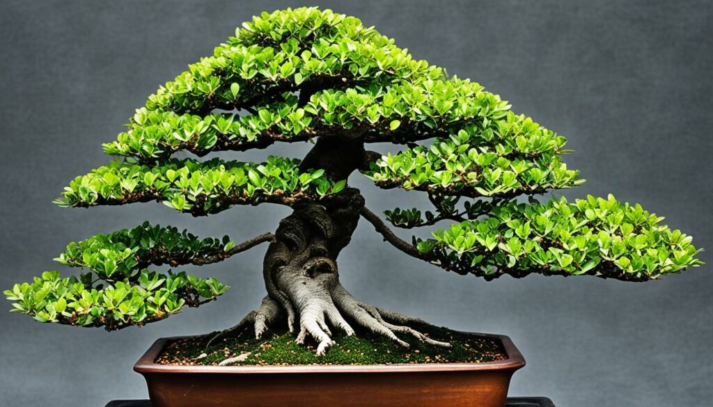 Bonsai Tree Species Cotoneaster