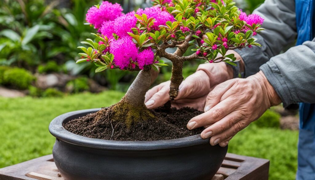 Bonsai Tree Species Crepe Myrtle