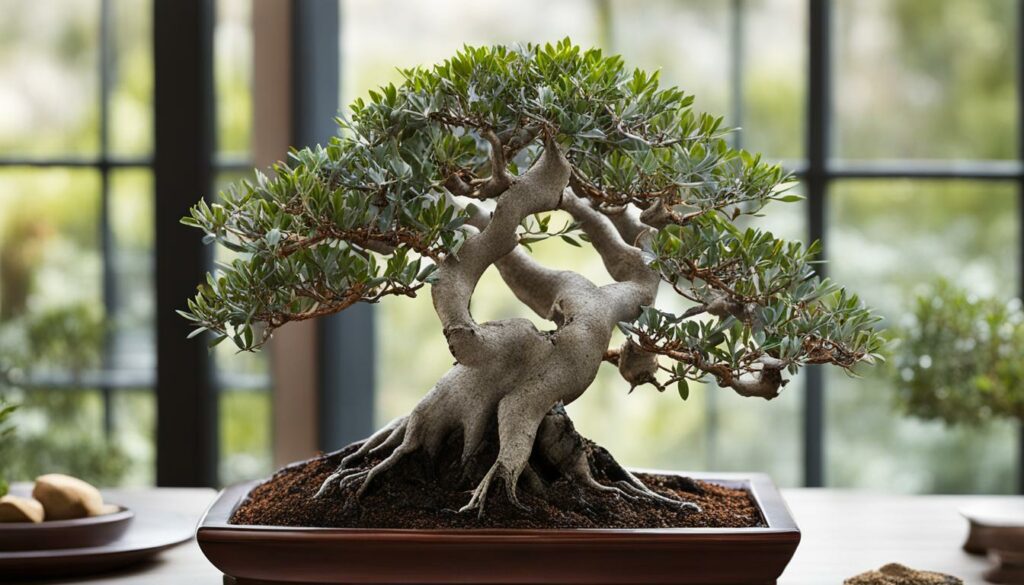 Bonsai Tree Species Eucalyptus