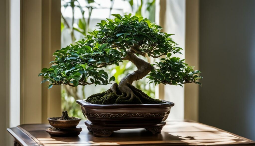 Bonsai Tree Species Ficus