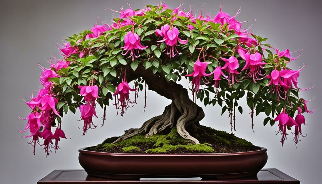 Bonsai Tree Species Fuchsia