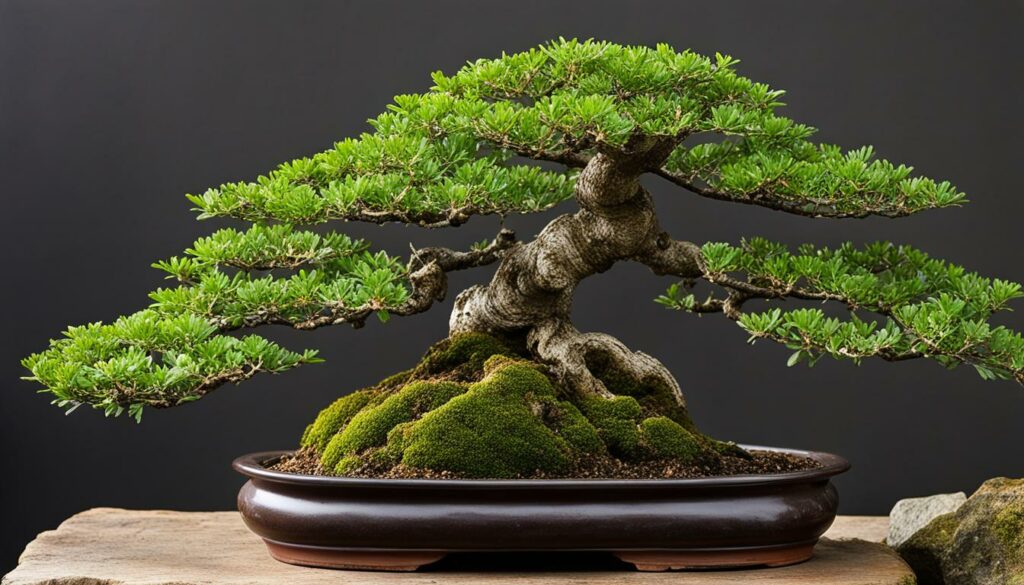 Bonsai Tree Species Hawthorn