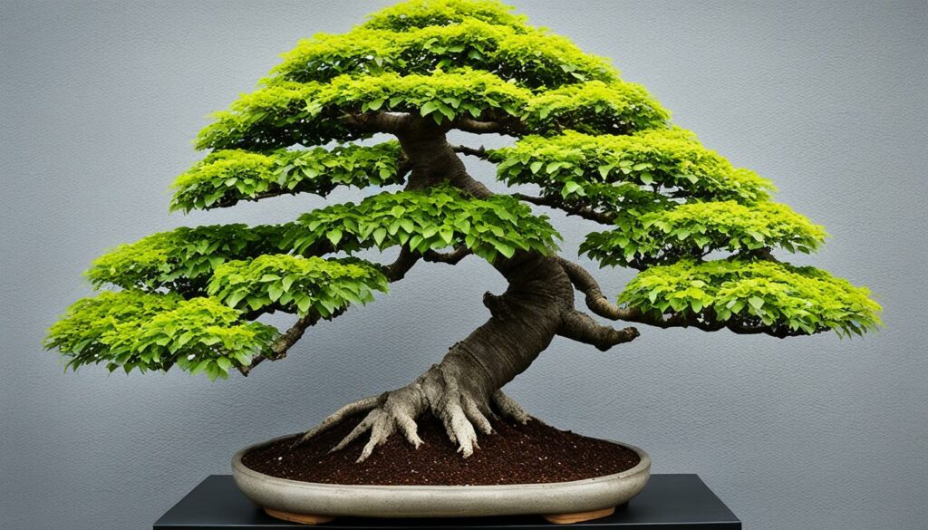 Bonsai Tree Species Hornbeam Beech