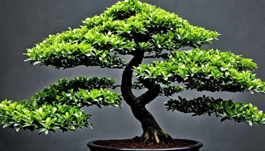 Bonsai Tree Species Japanese Holly