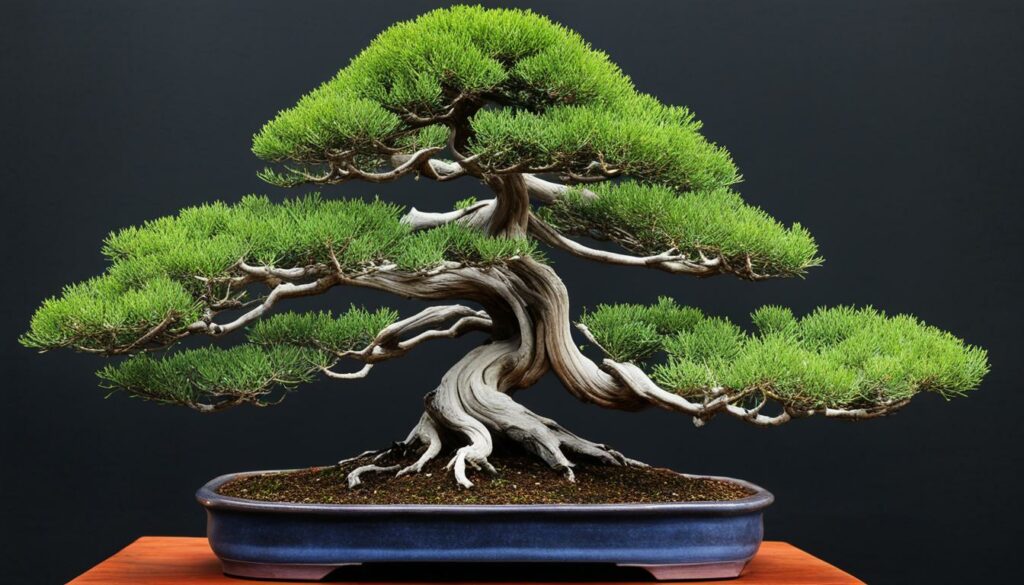 Bonsai Tree Species Juniper