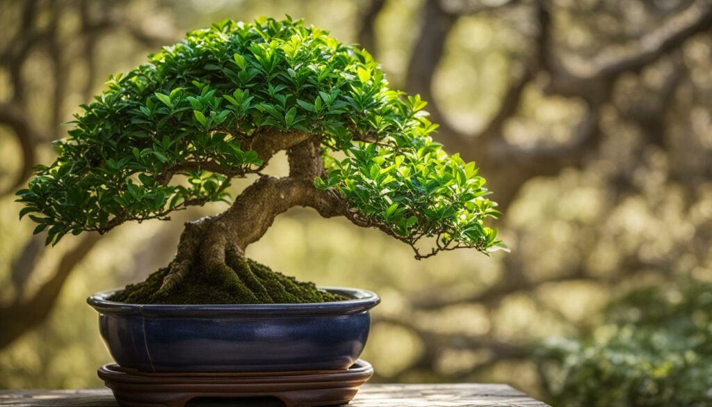 Bonsai Tree Species Ligustrum