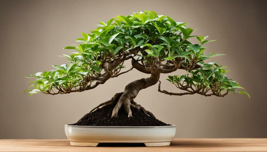 Bonsai Tree Species Money Tree