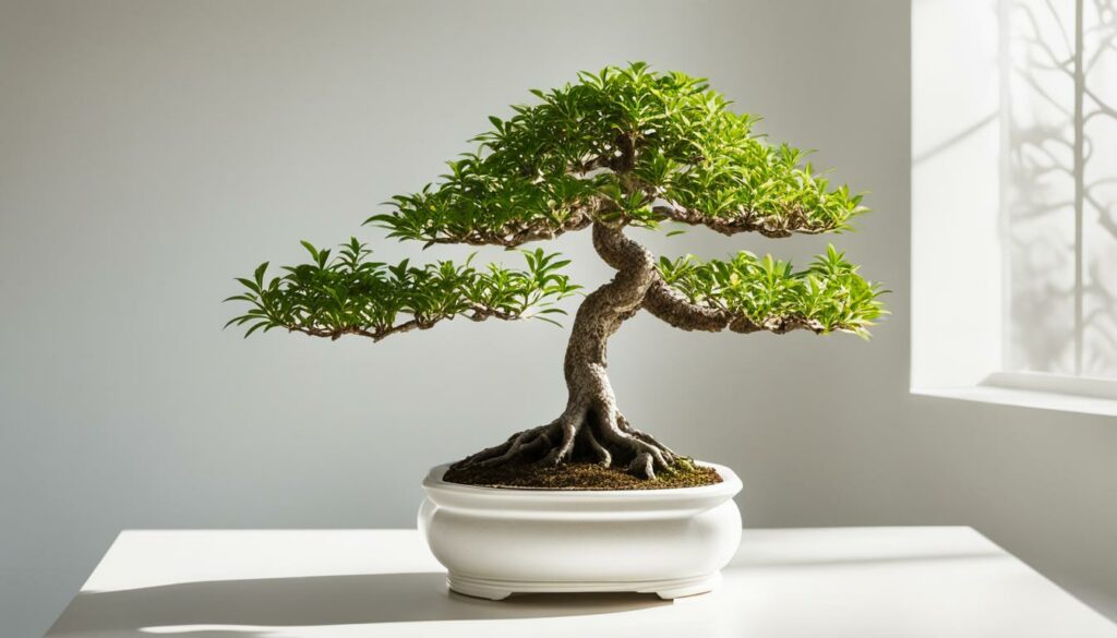 Bonsai Tree Species Serissa