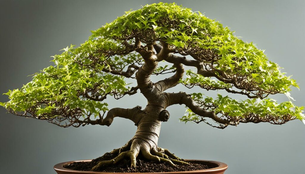 Bonsai Tree Species Trident Maple