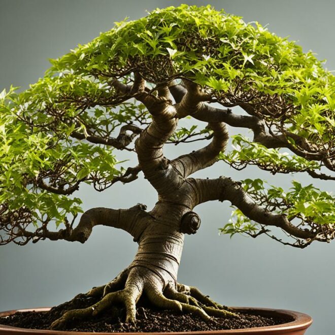 Bonsai Tree Species Guide: The Versatile Trident Maple