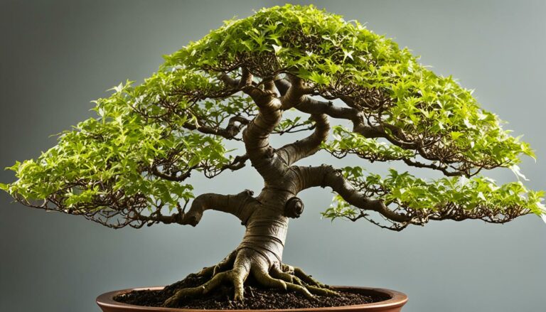 Bonsai Tree Species Guide: The Versatile Trident Maple