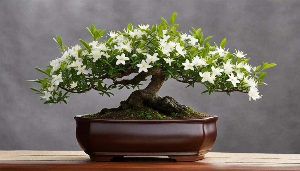 Bonsai Tree Species Water Jasmine