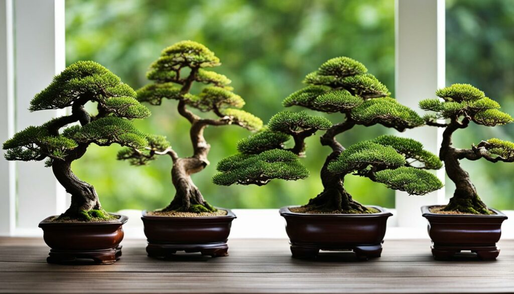 Bonsai display