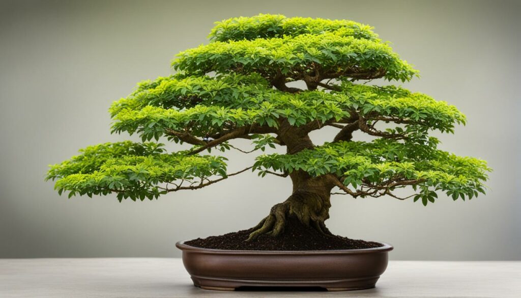 Brazilian Rain Tree Bonsai