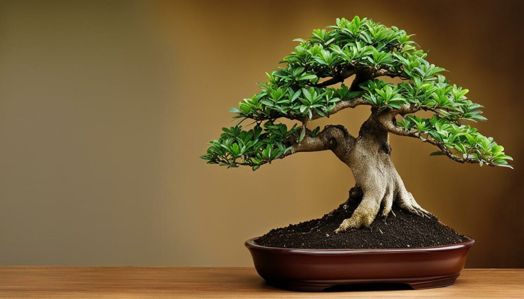 Care Requirements Indoor Bonsai