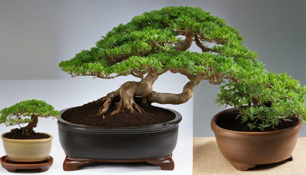 Care requirements for Hawaiian Umbrella bonsai tree