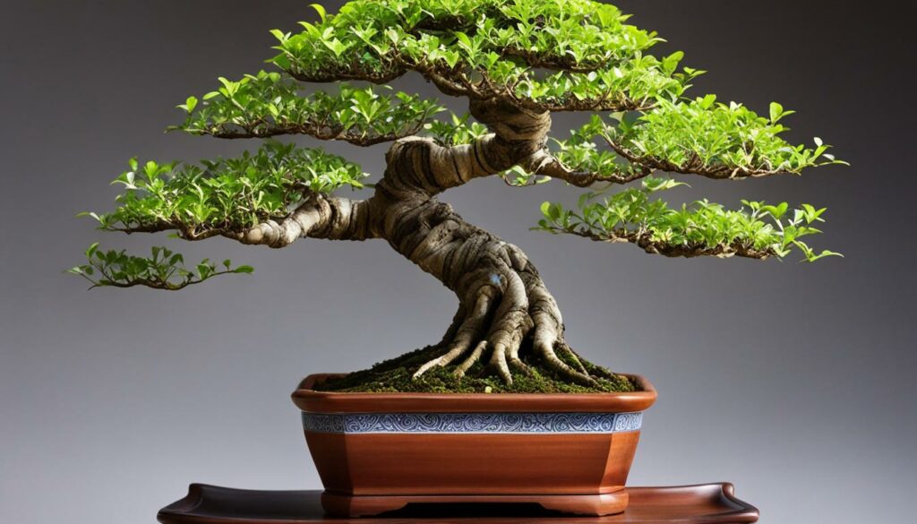 Carmona bonsai