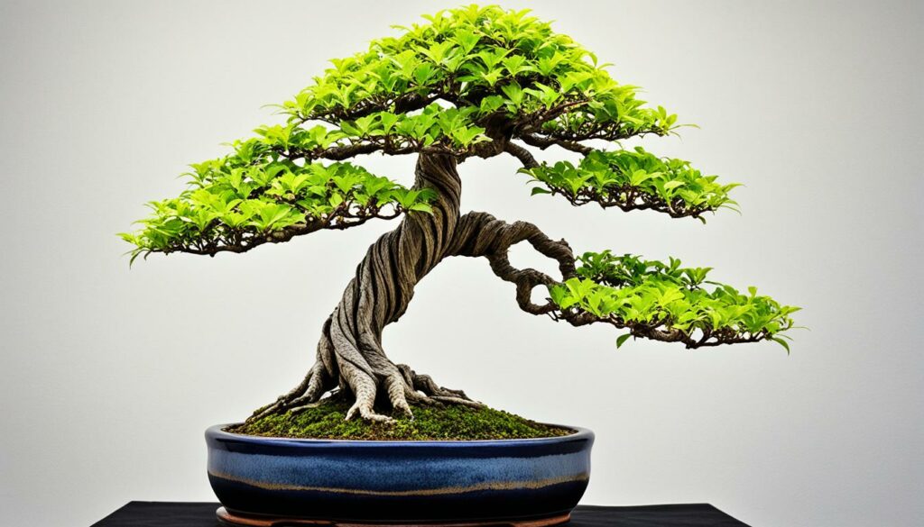 Celtis bonsai