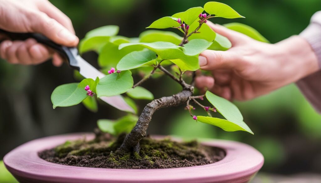 Cercis bonsai care