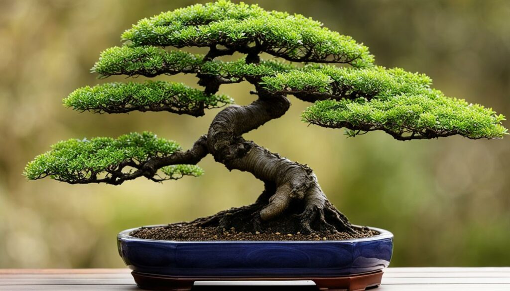 Chinese Elm Bonsai