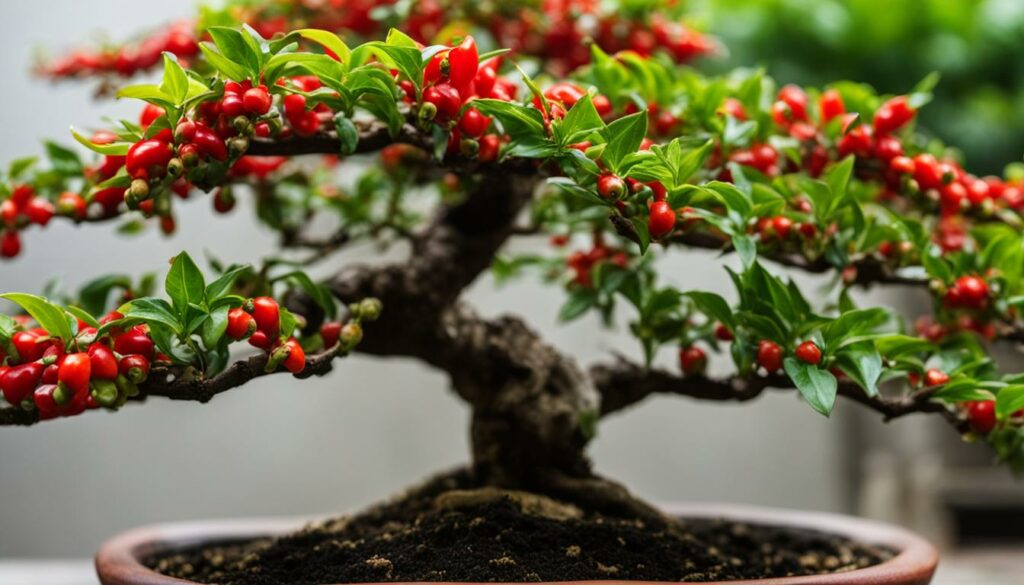 Chinese Pepper Bonsai