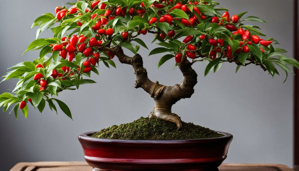 Chinese Pepper Bonsai