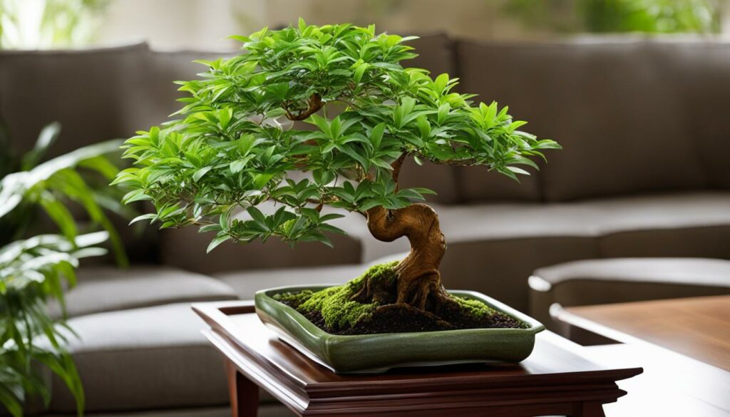 Easy care indoor bonsai