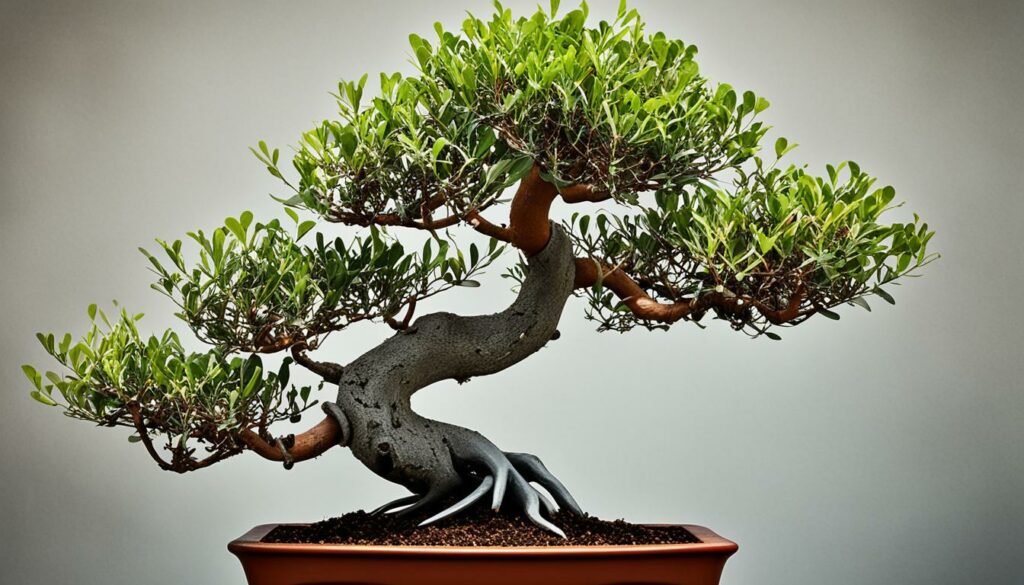 Eucalyptus Bonsai Techniques