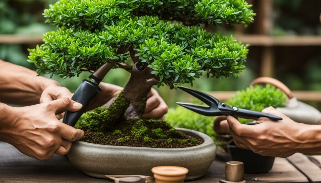 Evergreen Bonsai Care