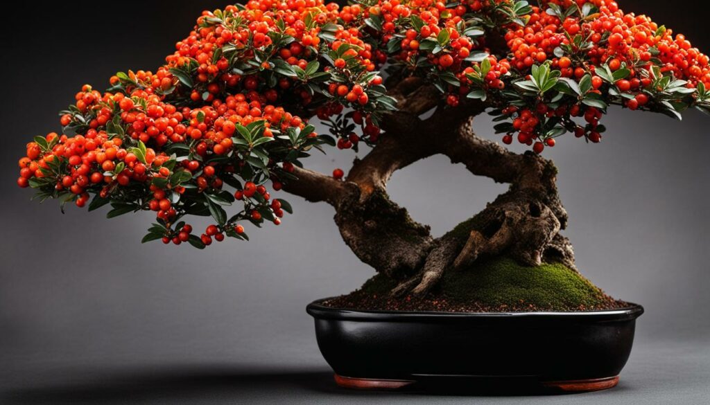 Firethorn bonsai