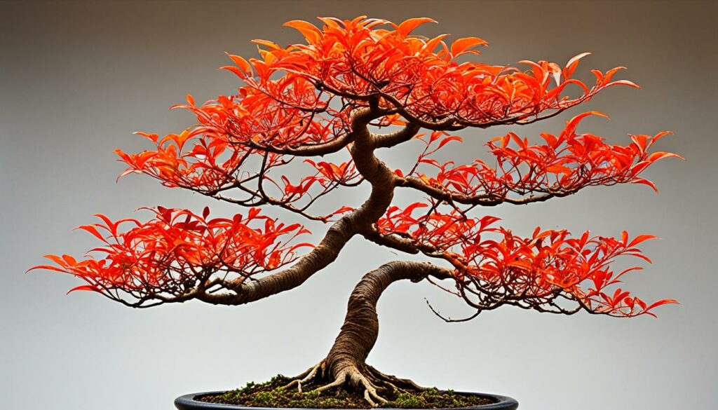 Flame Tree bonsai