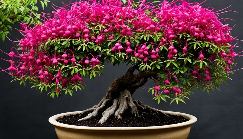 Fuchsia bonsai broom style