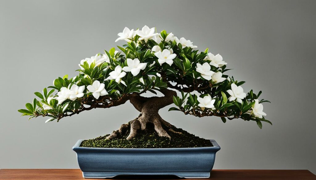 Gardenia Bonsai