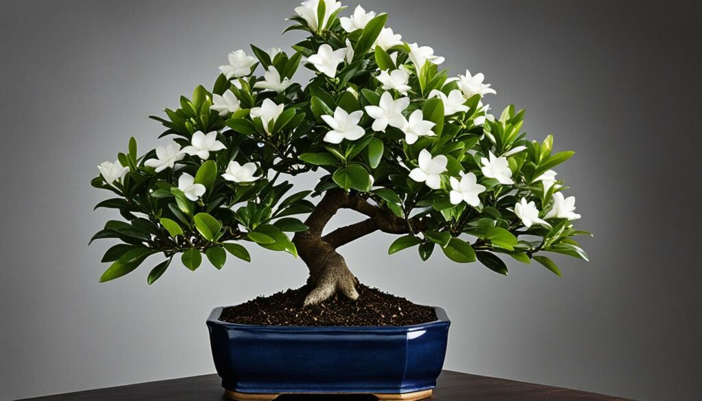 Gardenia bonsai