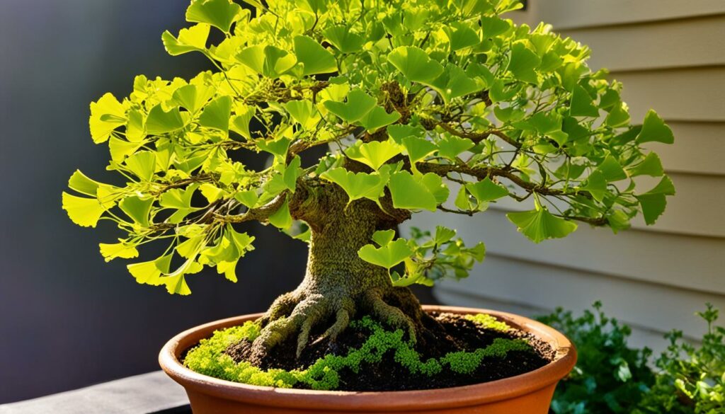 Ginkgo Bonsai