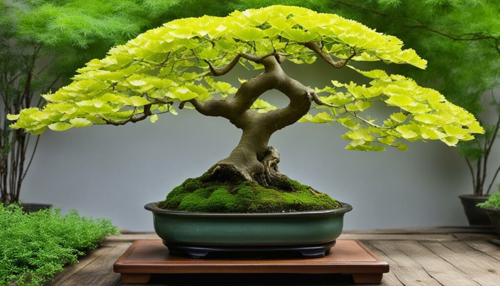 Ginkgo bonsai
