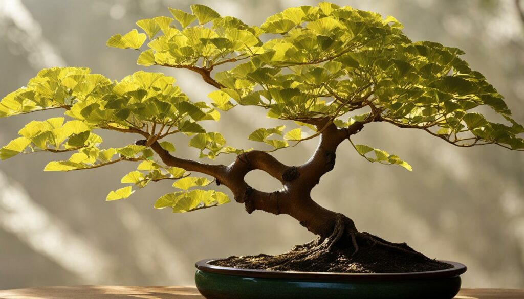 Ginkgo bonsai